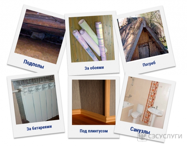 Фото - Откуда берутся мокрицы в квартире
