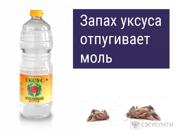 Уксус от моли Изображение с уксусом и молью