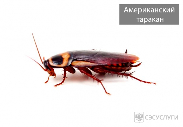 Фото американского таракана