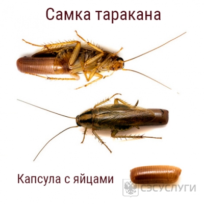Изображение: Самка таракана