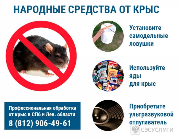 Народные средства от крыс Народные срдества от крыс