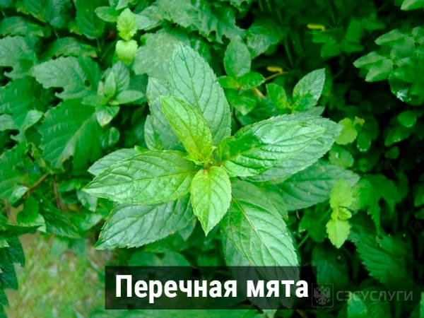 Перечная мята Фото перечной мяты