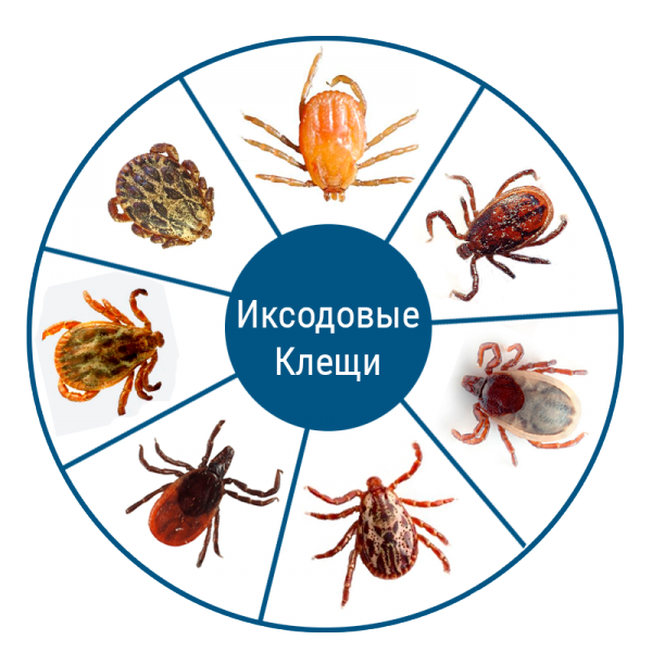 Изображение с иксодовыми клещами