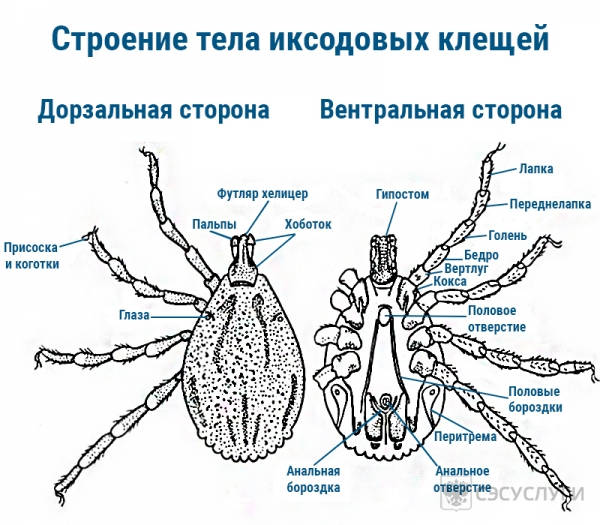 Схема строения исксодового клеща