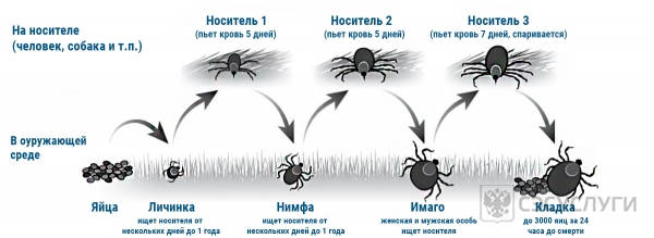 Изображение со стадиями развития иксодового клеща