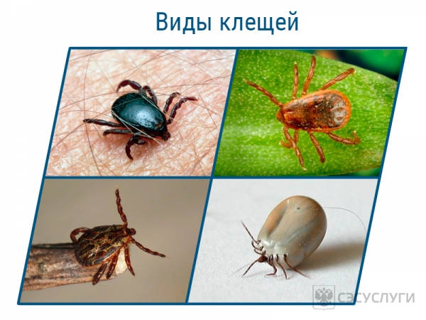 Виды клещей