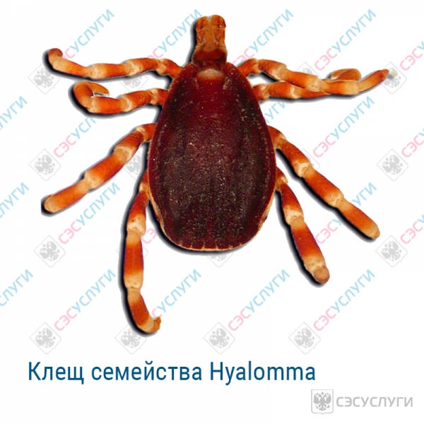 Клещ семейства Hyalomma Клещ семейства Hyalomma