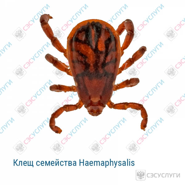 Клещ семейства Haemaphysalis Клещ семейства Haemaphysalis