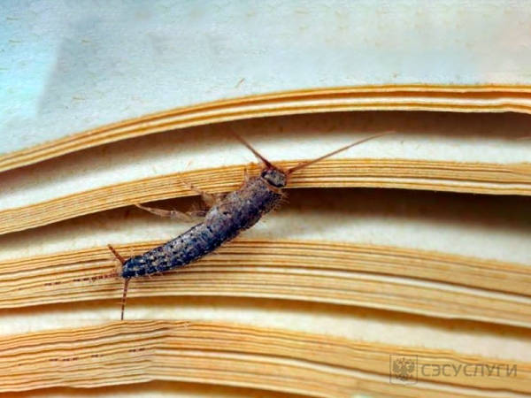 Чешуйница в книге