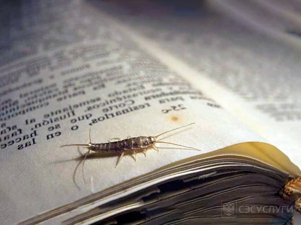 Чешуйница на книге