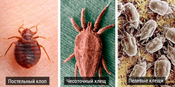 Кого называют комнатным клещем?
