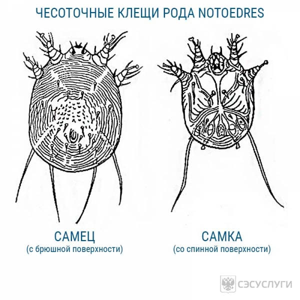 Строение чесоточного клеща Строение чесоточного клеща