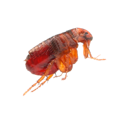 Кошачья блоха