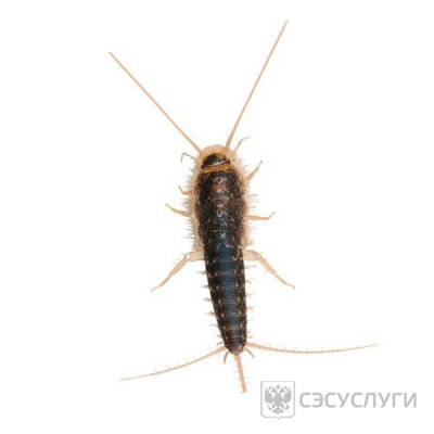 Внешний вид чешуйницы