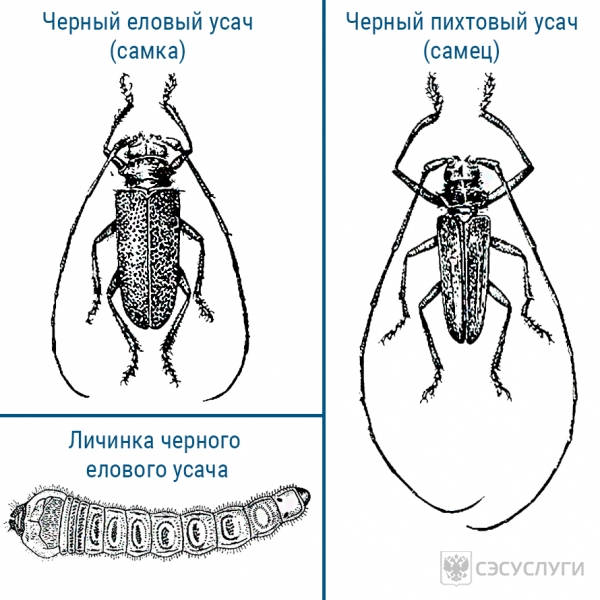 Внешний вид жука усача