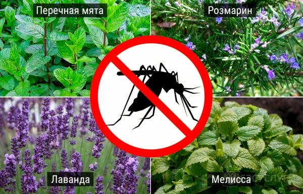 Растения от комаров