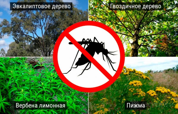 Деревья и кусты от комаров