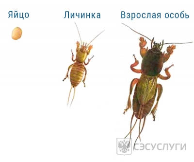Внешний вид медведки